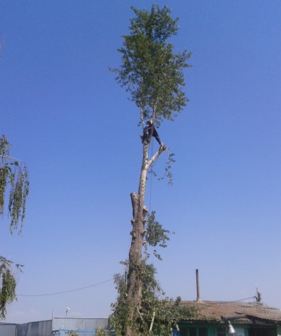 Валка деревьев частями)